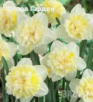Луковици НАРЦИС, снимка 5 - Градински цветя и растения - 56336423