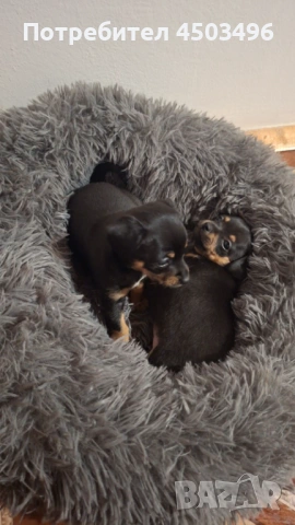 Мини пинчери 