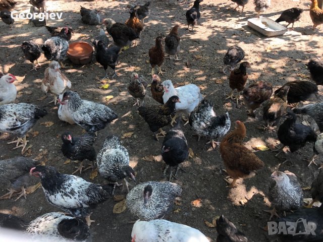 Големи КАТУНСКИ пилета, снимка 8 - Кокошки и пуйки - 41337228
