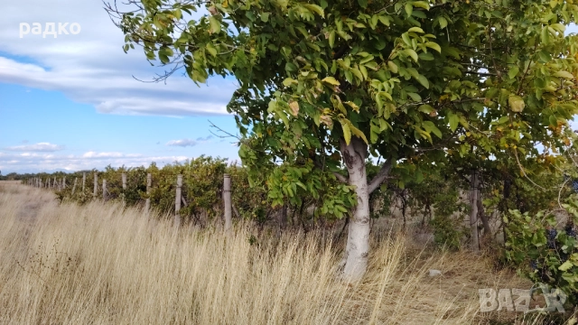 Лозе и нива до Пловдив, снимка 5 - Земеделска земя - 52655866