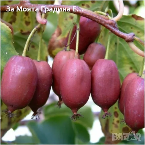 Червено Киви 🥝