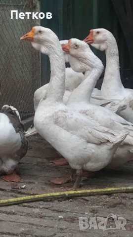 Гъсок  за бартер, снимка 2 - Патици и гъски - 52968200