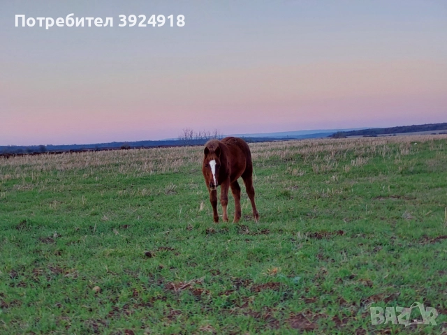 Продавам Конче на 8 месеца , снимка 3 - Коне - 52810797