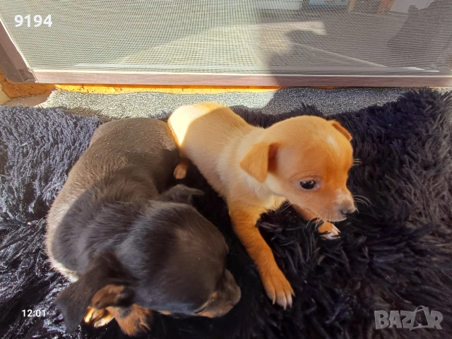 мини пинчер мини пинчер , снимка 10 - Пинчер - 52874815