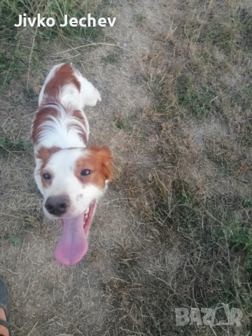 Бретон Шпаньол, снимка 1