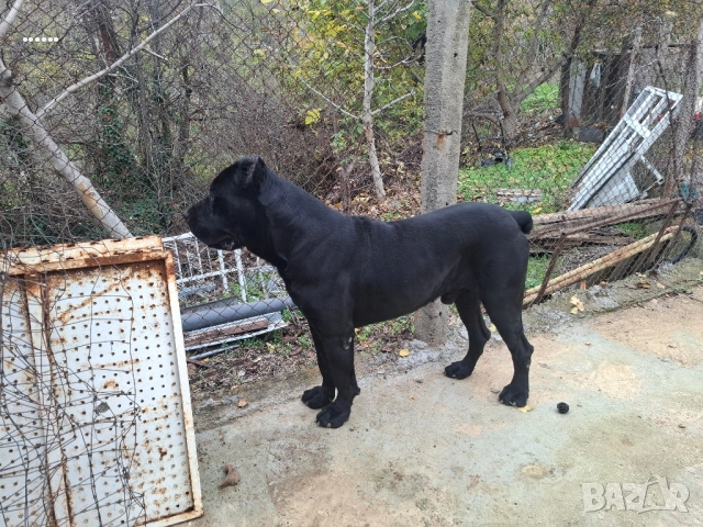 Кане Корсо Мъжки, снимка 3 - Търси партньор - 52463288