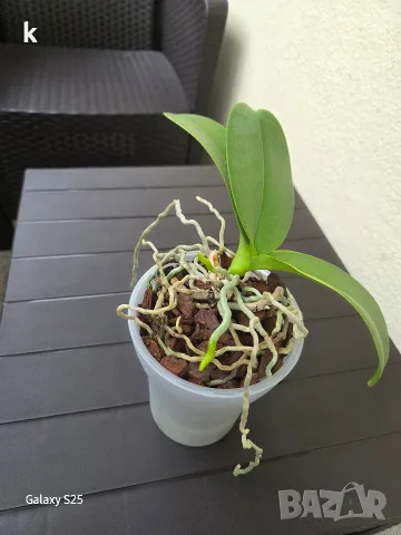 орхидея phalaenopsis violet queen, снимка 3 - Стайни растения - 56056967