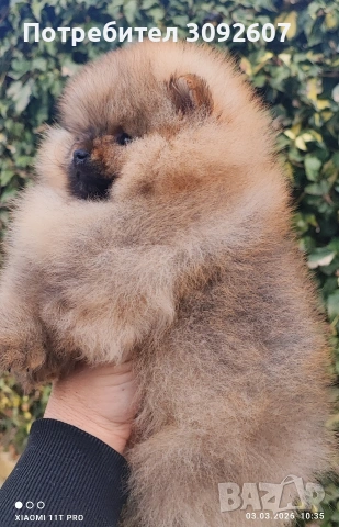 Померан момче 