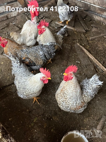 Петли за газплод