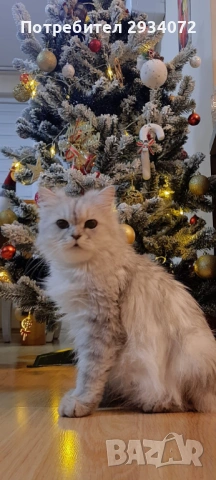 Малка женска британска сребърна чинчила си търси своите стопани, снимка 9 - Британска късокосместа - 53420284