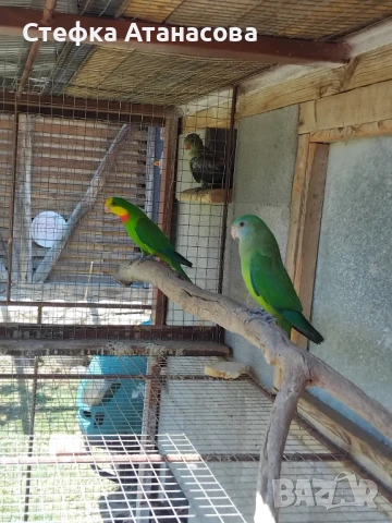 Малки Александри, снимка 11 - Папагали - 50990222