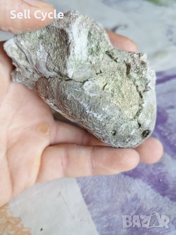 ✅ФОСИЛ - МОРСКИ ТАРАЛЕЖ ❗, снимка 3 - Други ценни предмети - 51165922