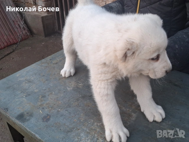 АЛАБАЙ, снимка 10 - Алабай - 53395565