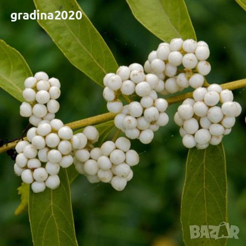 Каликарпа - Налични 2 вида Бяла - Callicarpa dichotoma Albibacea Лилава -Callicarpa dichotoma 'Issai, снимка 8 - Разсади - 42145705
