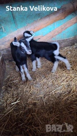 Продавам малки ярета, снимка 2 - Кози - 53270794