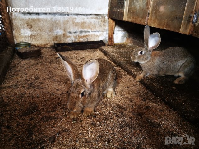 Различни породи и големини зайци, снимка 2 - Други - 44494724
