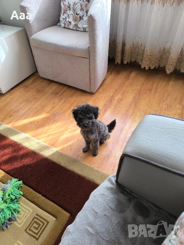 сребърен той пудел