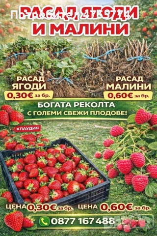 Разсад ягоди и малини
