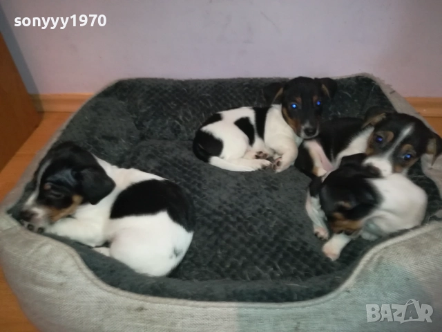 ДЖАК РЪСЕЛ КУЧЕНЦА-ЖЕНСКО ИЛИ МЪЖКО 0410251719, снимка 15 - Джак ръсел териер - 51944592