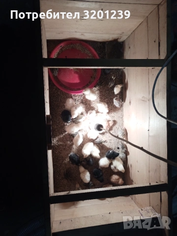 Продавам кръстоска пилета и ярки , снимка 5 - За птици - 53803222