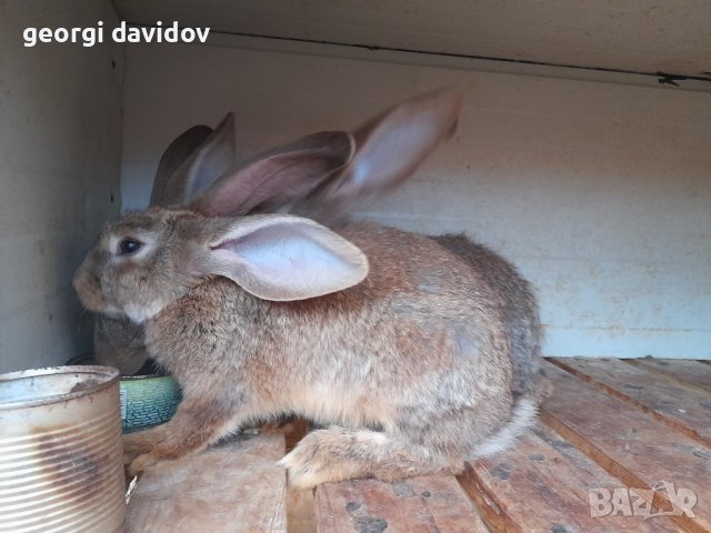 Домашни свободни зайци, снимка 3 - Други - 41344919