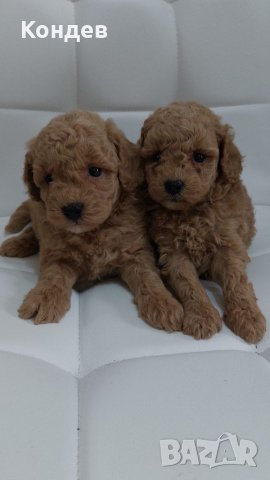 Той/мини пудели 