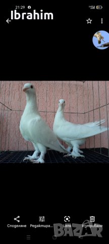 Adanaki, снимка 4 - Гълъби - 32673455