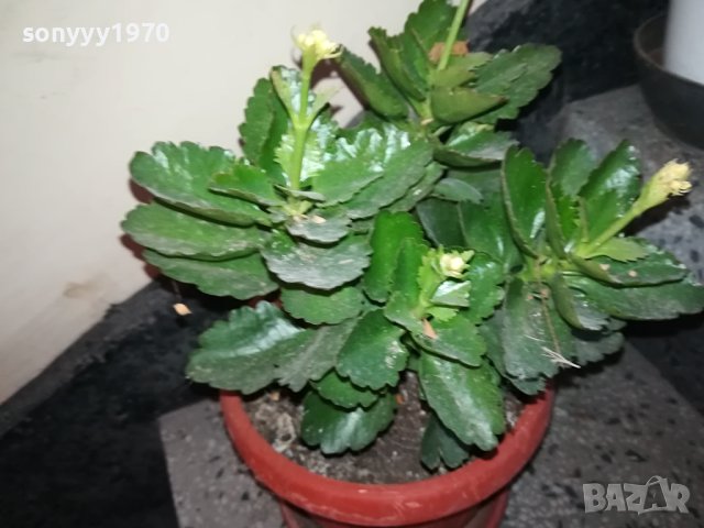 ЦВЕТЕ В САКСИЯ-КАЛАНХОЕ 1802240811, снимка 11 - Стайни растения - 44348275