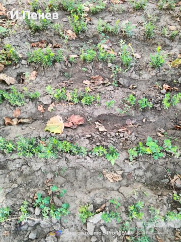 Расад за жив плет, снимка 2 - Градински цветя и растения - 41807423