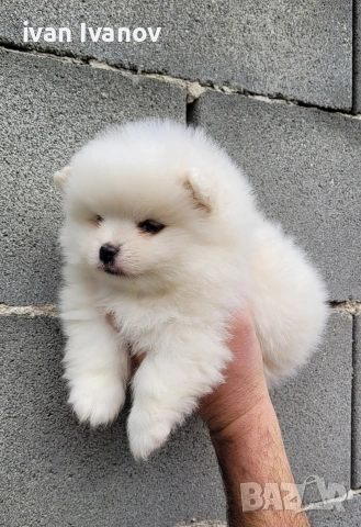 Померан-мини шпиц!!!, снимка 8 - Померан - 53060416