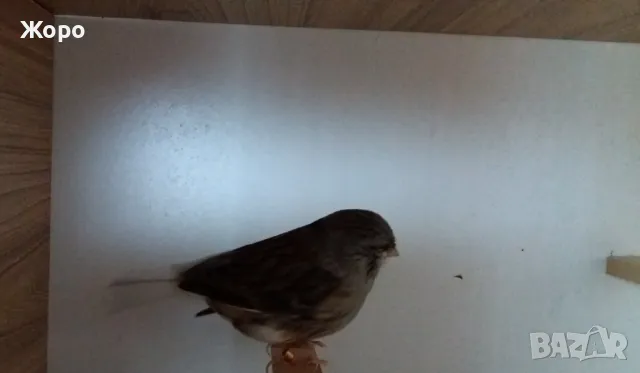 Продавам канари, снимка 14 - Канари - 48303441