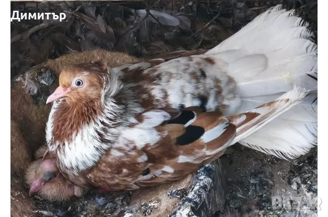 Чилести паламарски гълъби , снимка 7 - Гълъби - 56292703