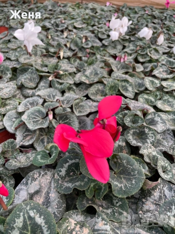 Уникална циклама ТОП !!!, снимка 7 - Градински цветя и растения - 53357012