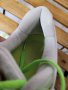 Nike Lunarglide 4 бели кецове,сникърси,маратонки- 39 номер, снимка 11