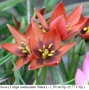 Лале (Tulipa aucheriana 'Mara') - луковици, снимка 1