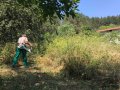 Косене на трева. Рязане на храсти и опасни дървета. Разчистване на терени., снимка 3