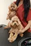 Малтипу момче Teacup / Maltipoo F1 / пудел Teddy mini тъкап, снимка 3