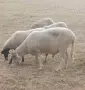 Продавам млад коч , снимка 1