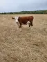 Хелефорд се продава , снимка 3