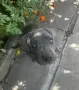 Кане корсо на три месеца, снимка 1