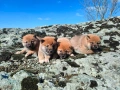 Продавам кученца Шиба Ину, снимка 3