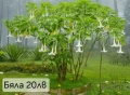 Бругманзия датура - Ангелски тромпет , снимка 12