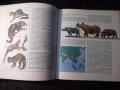 Книга "Die Tierwelt der Erde - U. Sedlag" - 200 стр., снимка 7