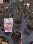 Magnolia Pink ice(Магнолия Розов лед), снимка 2
