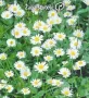 СЕМЕНА - Цветя двугодишни и многогодишни, снимка 6