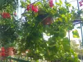 Сакъзче,бордо,розаво и др.видове мушкато.Много богато, снимка 8