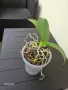 орхидея phalaenopsis violet queen, снимка 3