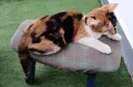 Подарявам малко котенце/ Kleine Katze zu verschenken, снимка 6