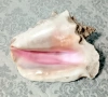 Гигантска Кралска Раковина (Pink Queen Conch) от Куба-25 см – Уникат!, снимка 1