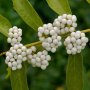 Каликарпа - Налични 2 вида Бяла - Callicarpa dichotoma Albibacea Лилава -Callicarpa dichotoma 'Issai, снимка 8